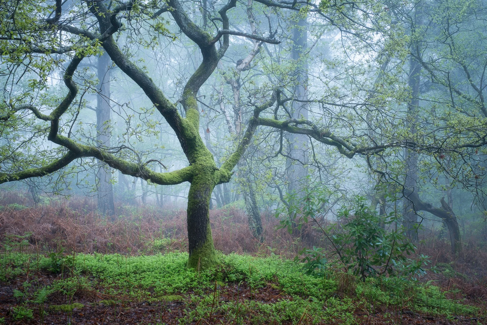 Орыс әйел өз мысығын сипады